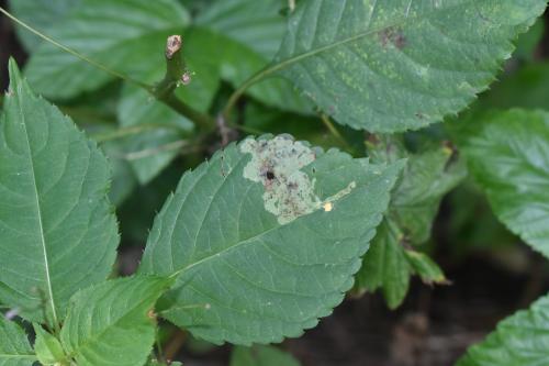 Réf. 330 480 : Phytoliriomyza melampyga